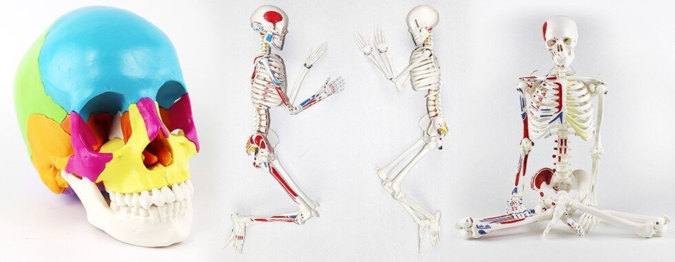 Модель скелета человеческого тела
