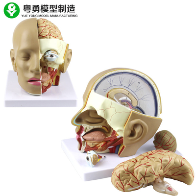 Пластиковая модель анатомии человеческой головы модели черепа анатомии/ПВК с мозгом