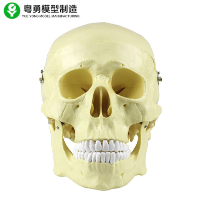 Точность главного размера пакета см 20С14С20 модели черепа анатомии пластикового одиночного высокая