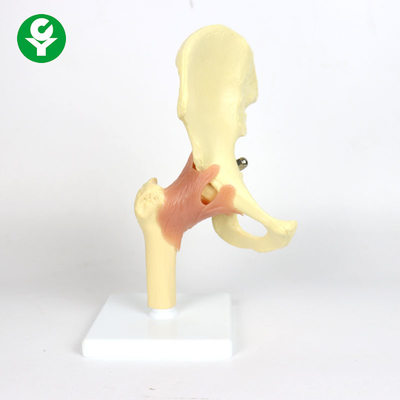 Пластиковая модель тазобедренного сустава анатомии на учить 0,6 Кг определяет вес брутто