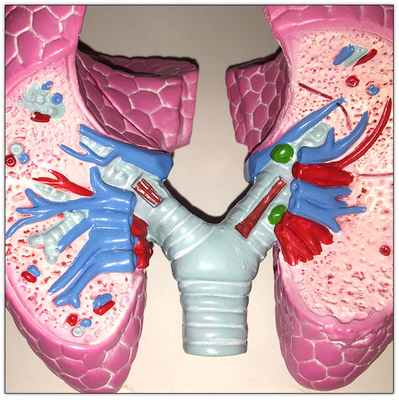 Пластиковая модель висцеральное уча 19кс13кс17км органов человеческого тела легкего КОПД