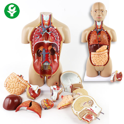 Унсекс торс модельные органы включают живот сердца легких мозга хобота главный