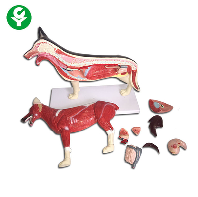 Диаграмма животная анатомия собаки моделирует печень сердца легкего всего тела доступную