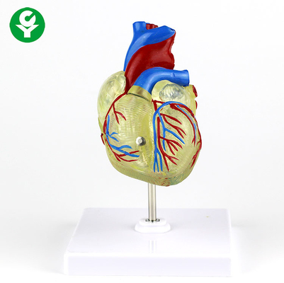 Человеческая взрослая медицинская прозрачная пластмасса модели сердца для демонстрации