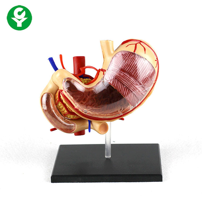 0,5 кг поддержки образцово-показательной школы органов человеческого тела анатомии ПВК гастрической съемной
