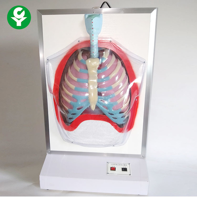 Электрические медицинские Маникинс тренировки/системная модель движения человеческая дыхательная