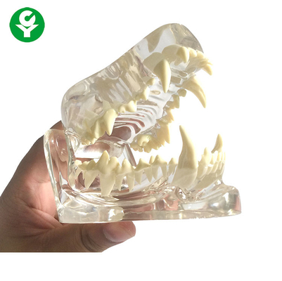 Зубы косточки челюсти черепа собаки анатомии прозрачные/зубоврачебные собаки моделируют материал ПВК