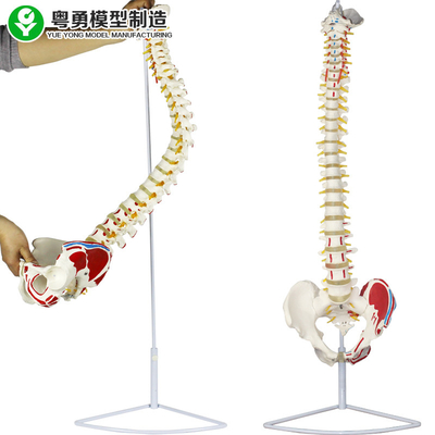 Медицинская голова бедренной кости пункта мышцы таза модели позвоночного столба анатомическая