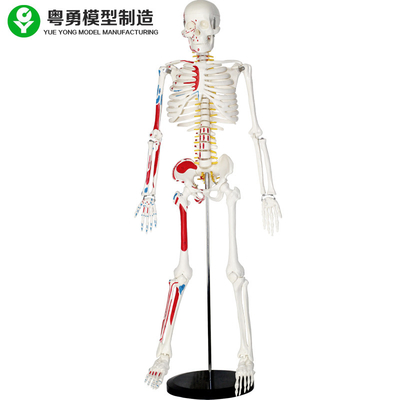 Пластиковая в натуральную величину человеческая каркасная модель с мышцами 85км 2,0 Кг веса