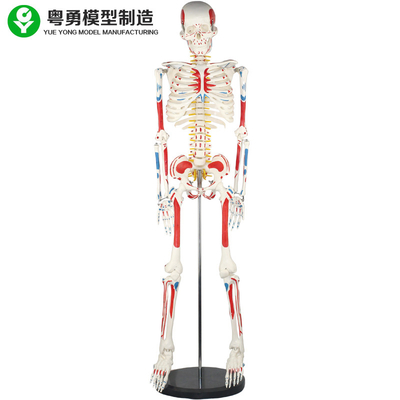 Взрослая модель человеческого тела каркасная/человеческая анатомия мышцы и скелета моделируют