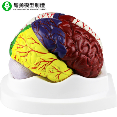 Модель анатомии человеческого мозга/воспитательный пластиковый мозг моделируют материал ПВК