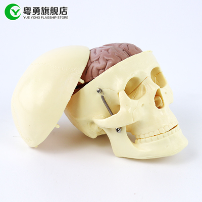 Средняя модель черепа анатомии/человеческий пластиковый череп с мозгом анатомическим