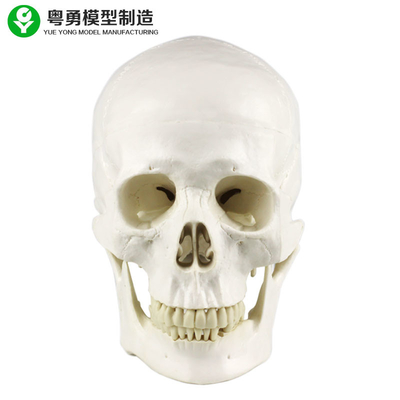 Человеческие модель черепа анатомии/тип в натуральную величину медицинская модель анатомии черепа