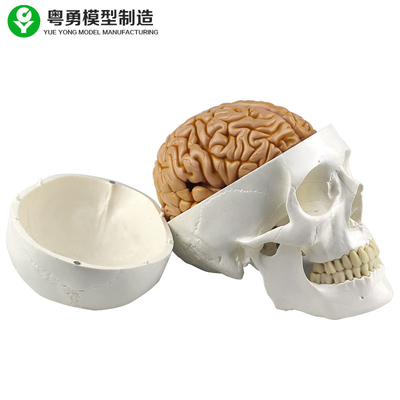 В натуральную величину человеческая реплика черепа включая 8 частей мозга медицинского преподавательства отделяемого