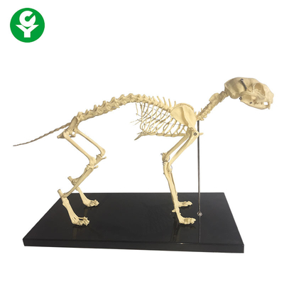 Анатомия скелетной естественной косточки животная моделирует/анатомическая модель скелета кота