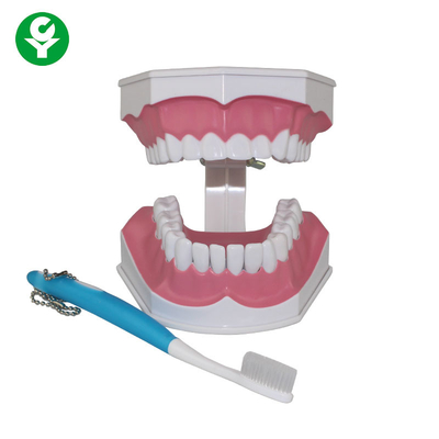 Человеческая модель зубов для демонстрировать образования чистить щеткой зуба зубоврачебных студентов