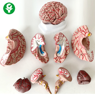 8 мозга анатомии модели медицинской науки частей человеческой жизни вопроса - определять размер 1,5 Кг
