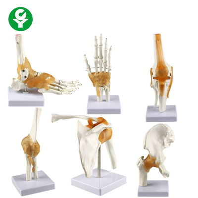 Полноразмерная человеческая косточка модели соединения руки модели соединений/ноги колена локтя плеча тазобедренная