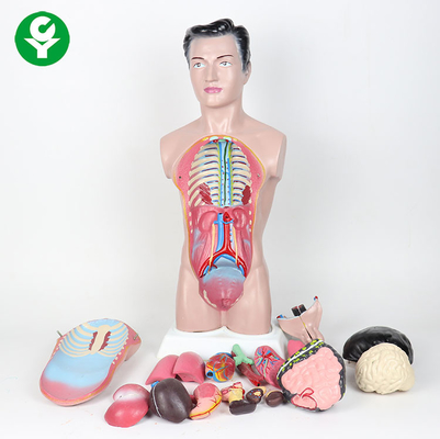 модель торса человеческого тела 44км высокая/модель анатомии анатомии мужская 3,0 Кг