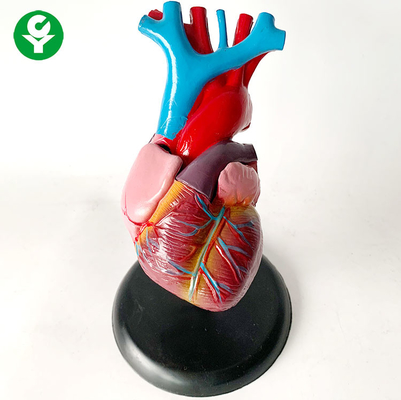 Модель/сердце органов человеческого тела анатомии тренируя системную модель висцерального органа