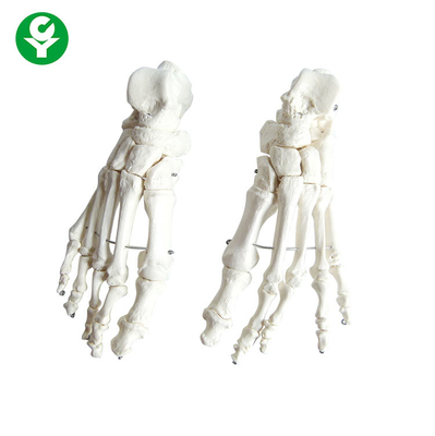 Модели соединений ноги Дурабле поддержки учителей медицинского института цвета человеческой белый